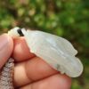 a hand holding a white insect
